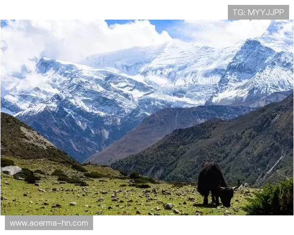 安纳普尔那与南通的较量谁能在这场对决中脱颖而出